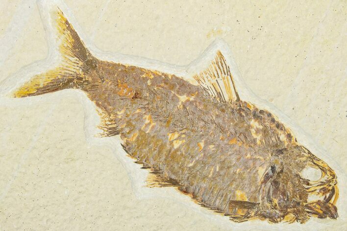 Detailed Fossil Fish (Knightia) - Wyoming #345389